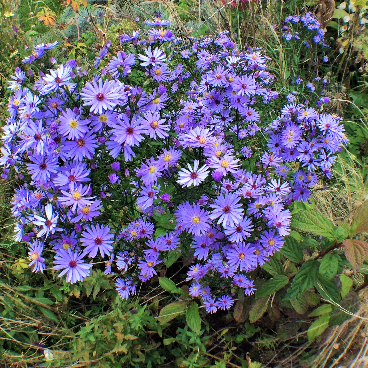 Michaelmas daisy photo