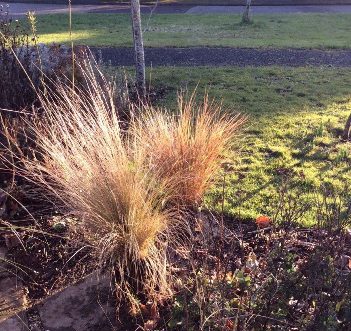 Grasses aglow in the winter sun