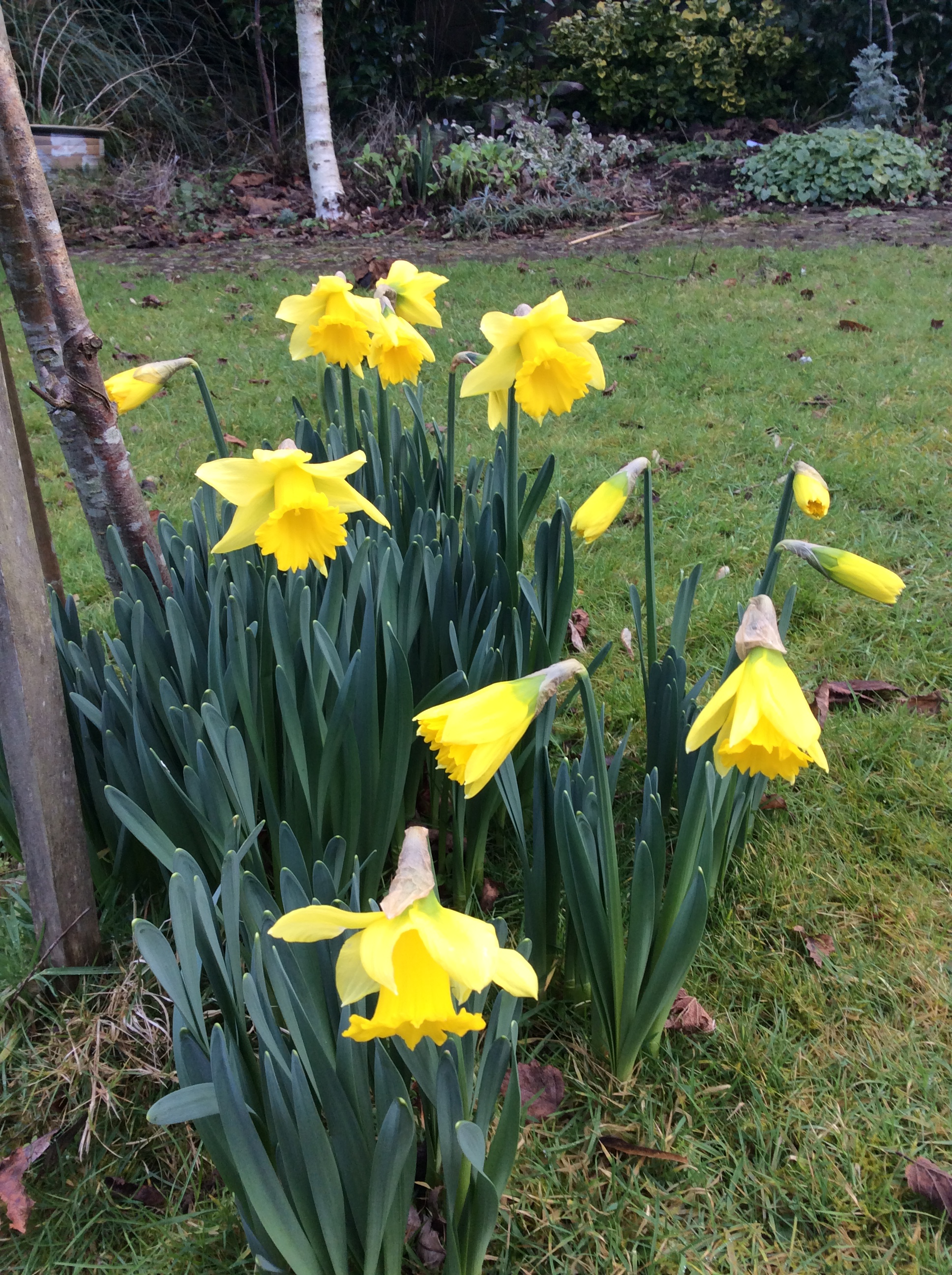 Very early daffodiils in December