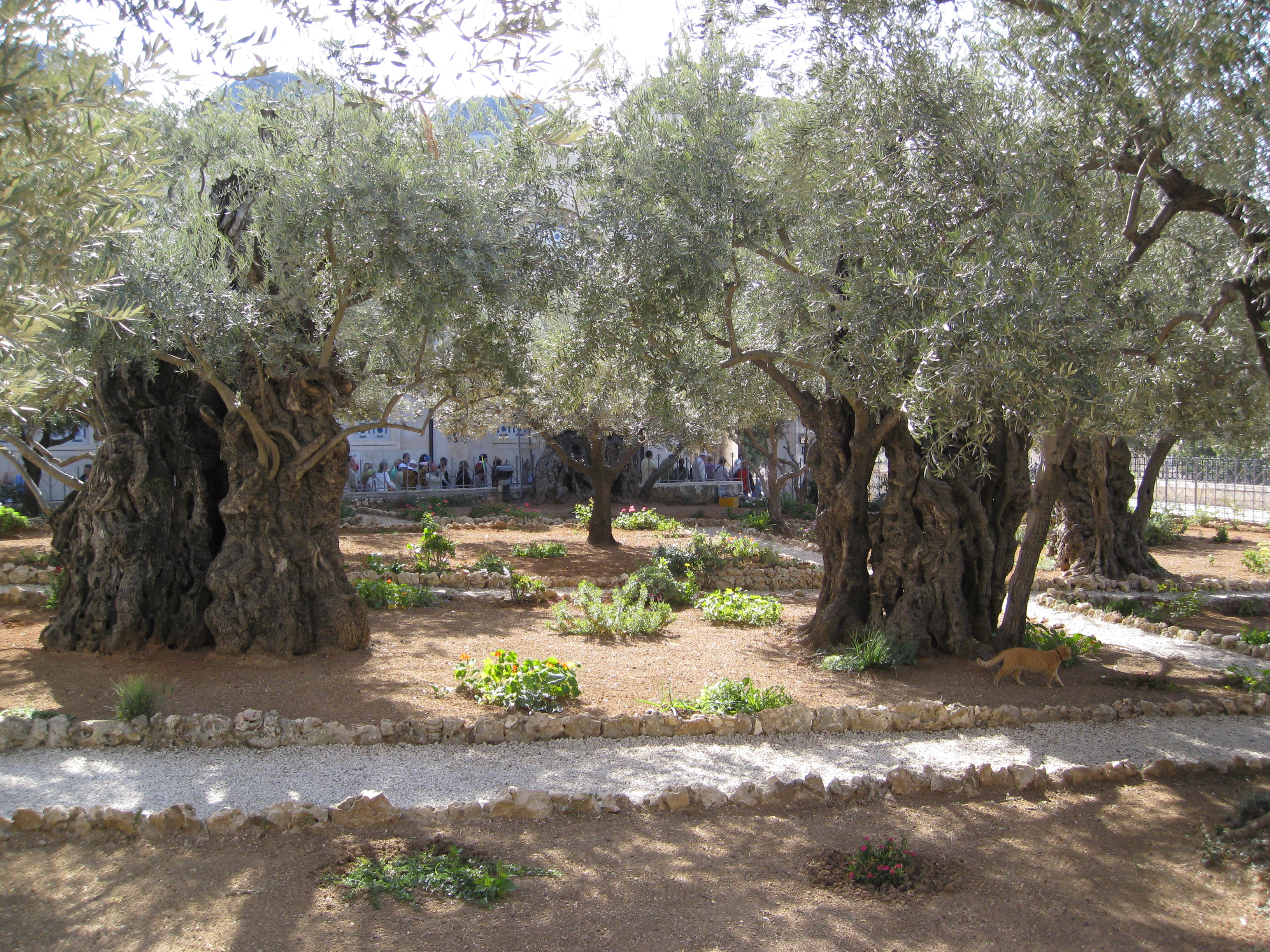 The Garden of Gethsemane