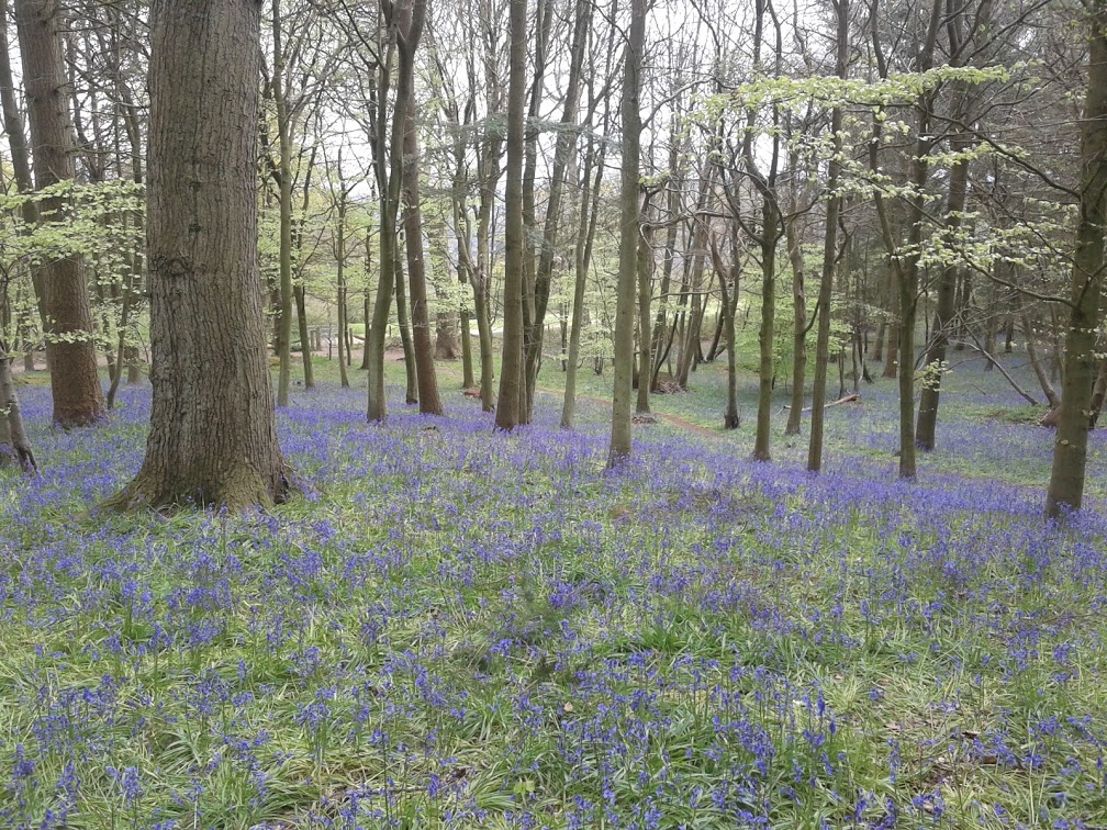 Bluebell woods