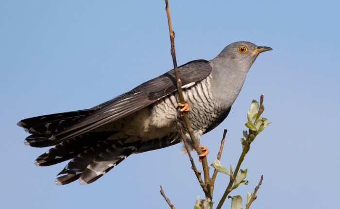 Hearing the First Cuckoo in&nbsp;Spring