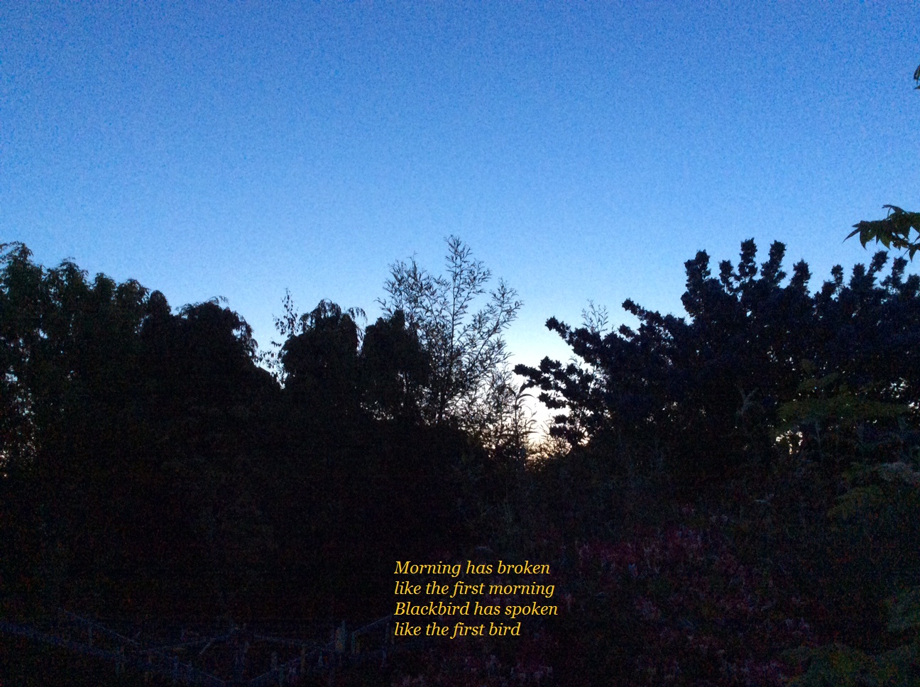 The Dawn Chorus begins in first light.