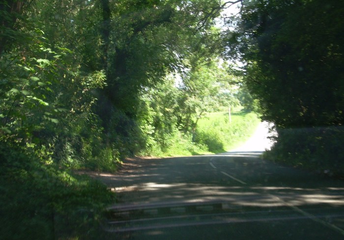 Leafy green summer lane