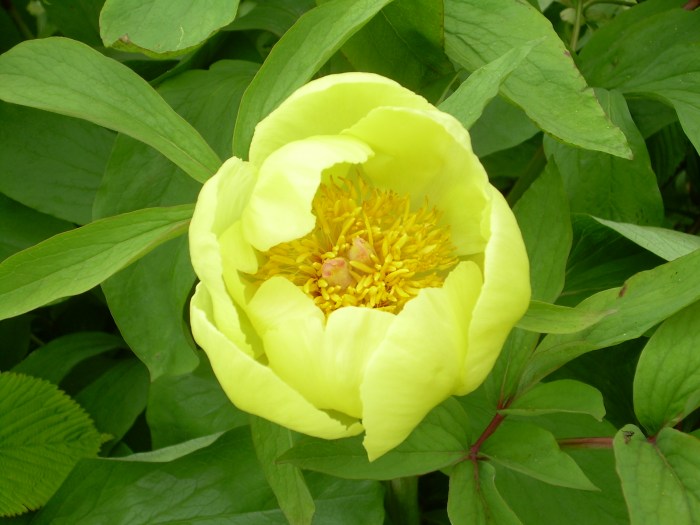 Yellow Peony flower, grown from seed
