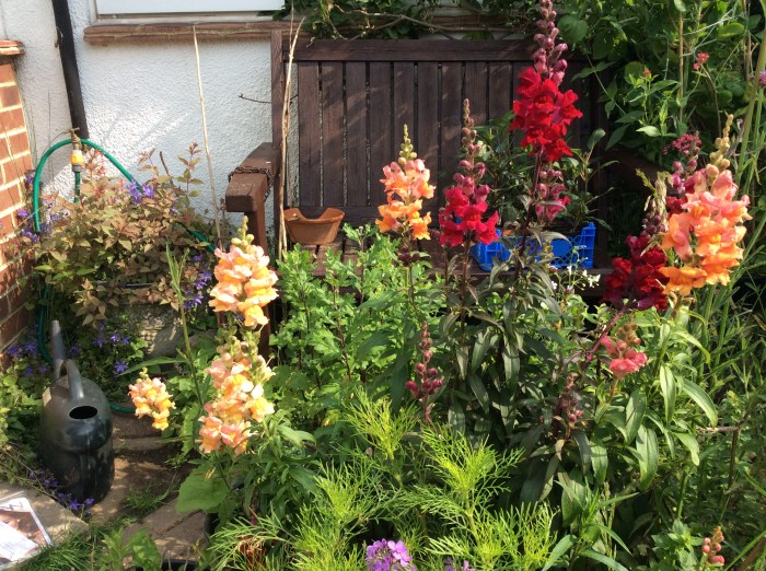 Early Snapdragons in flower