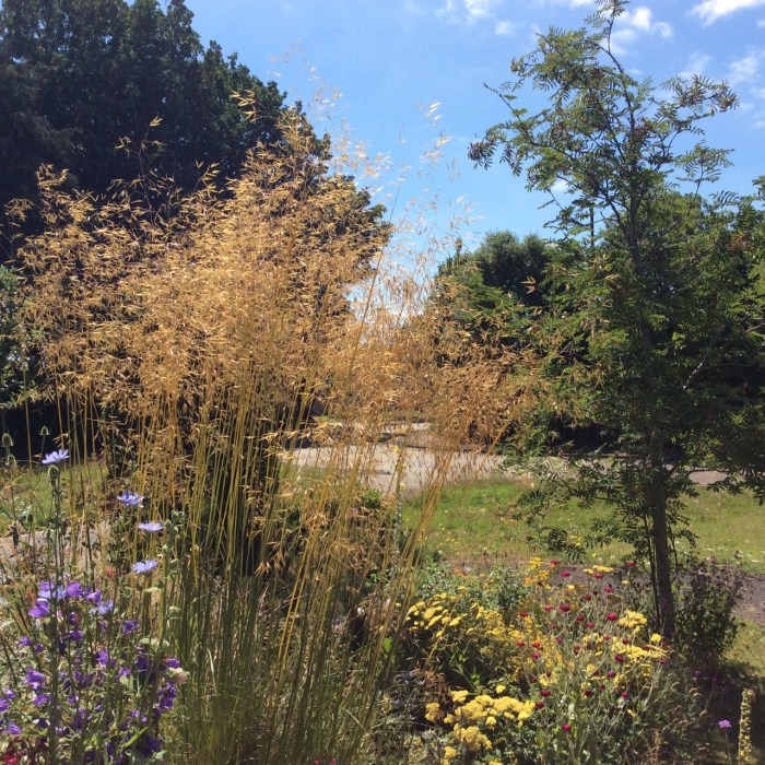 Glorious 'Golden Oats' Stipa