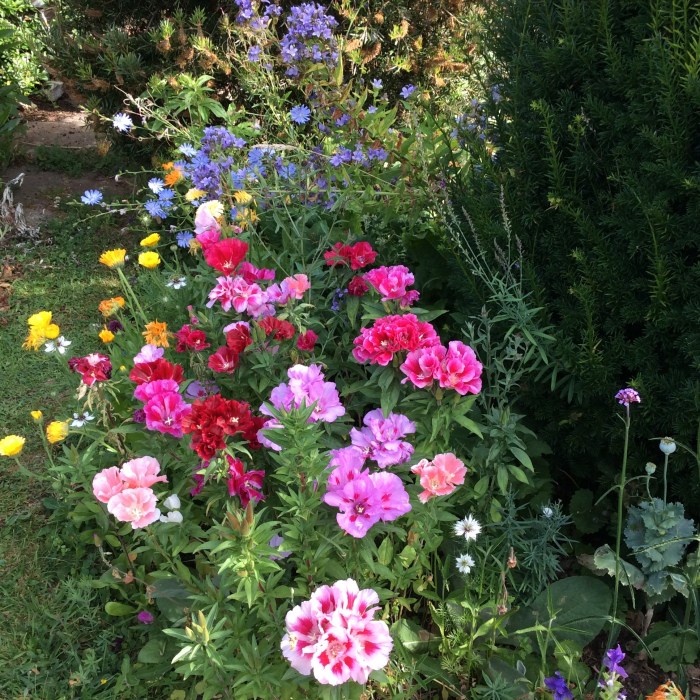 Godetias stealing the show