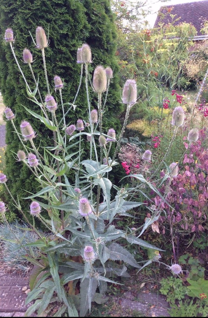 Photo of a stately teazle