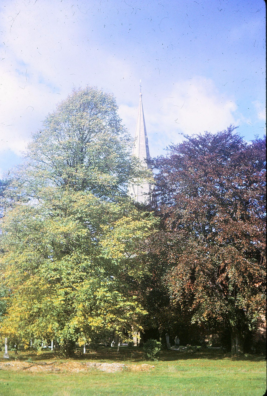 Church steeple showing through trees