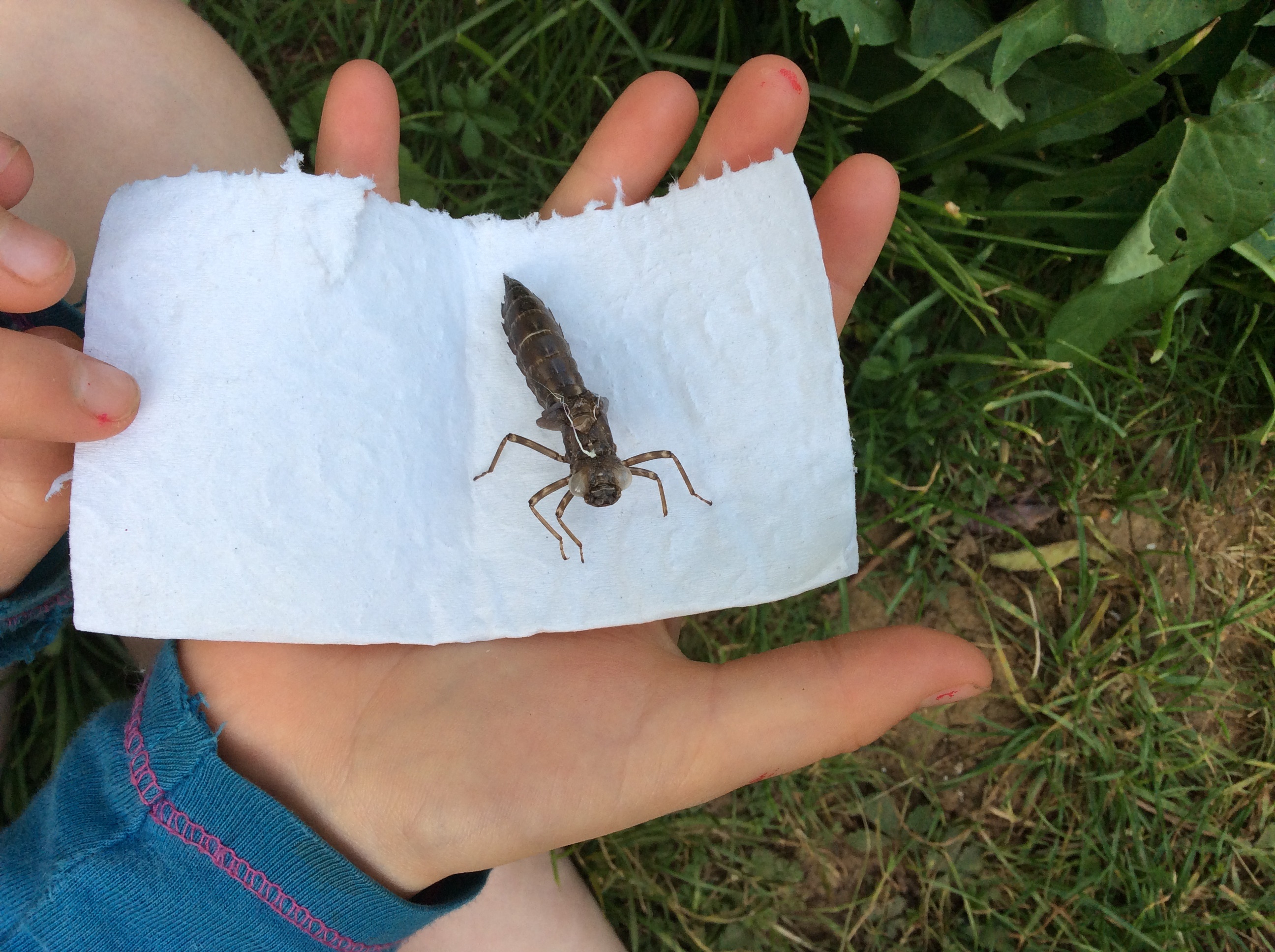 A mini-dragon from the deep.