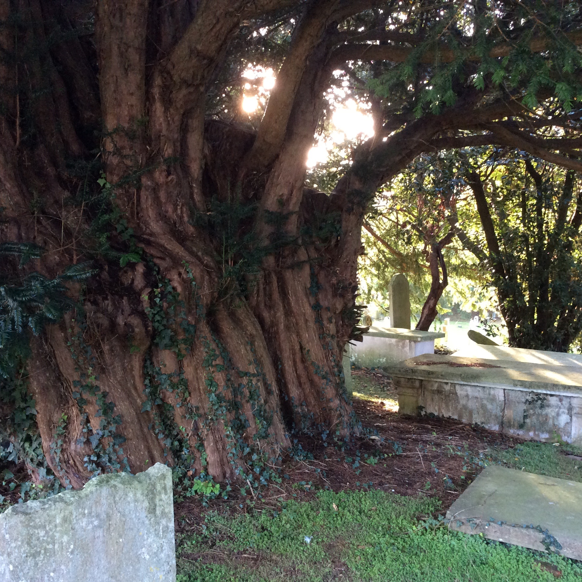 An ancient English Churchyard Yew Tree