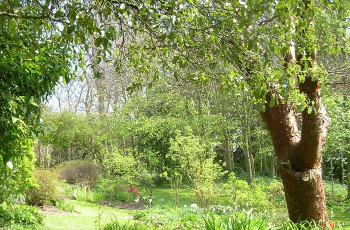 Cuckoos used to call here!