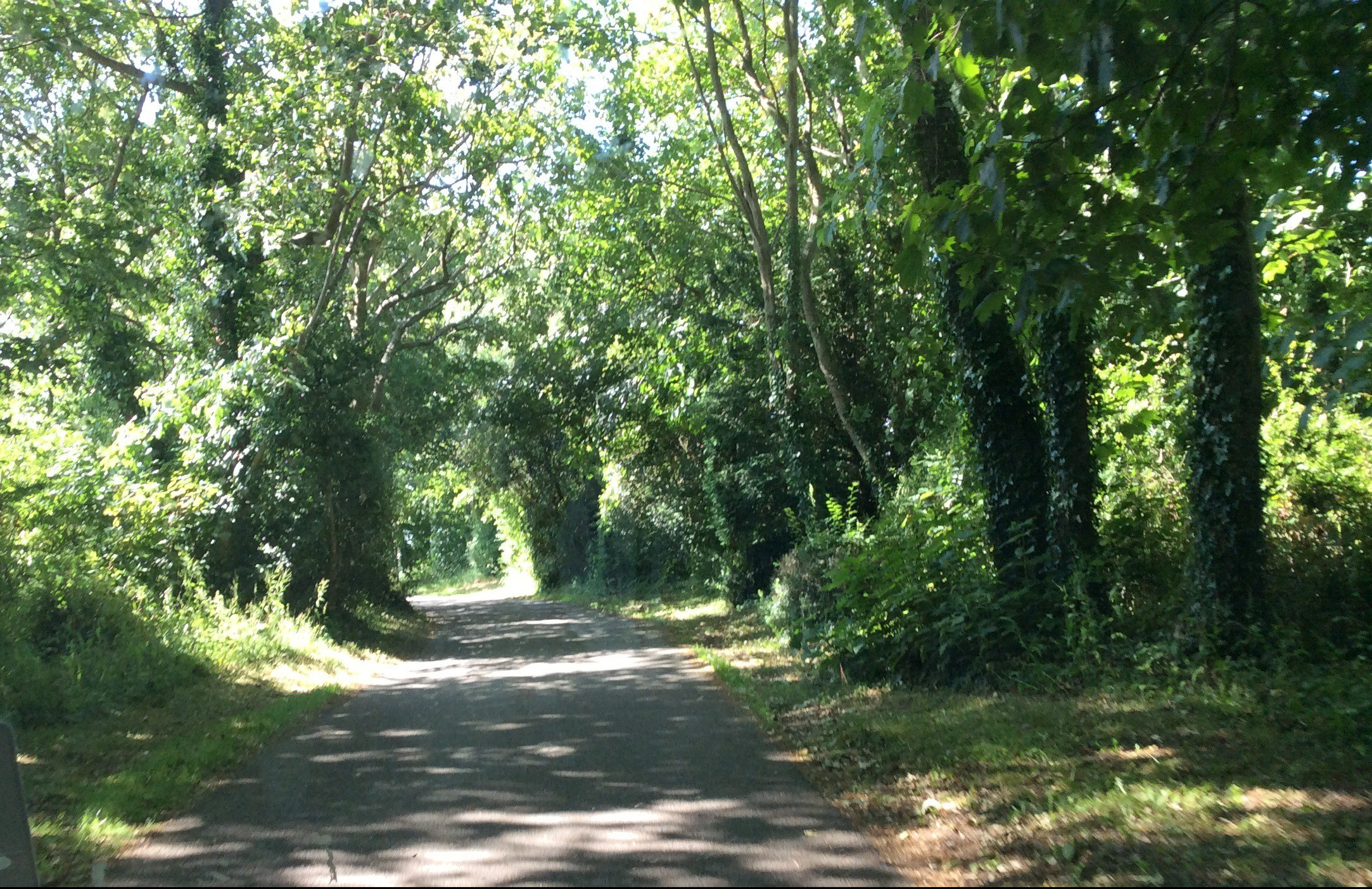 A lane through the woods
