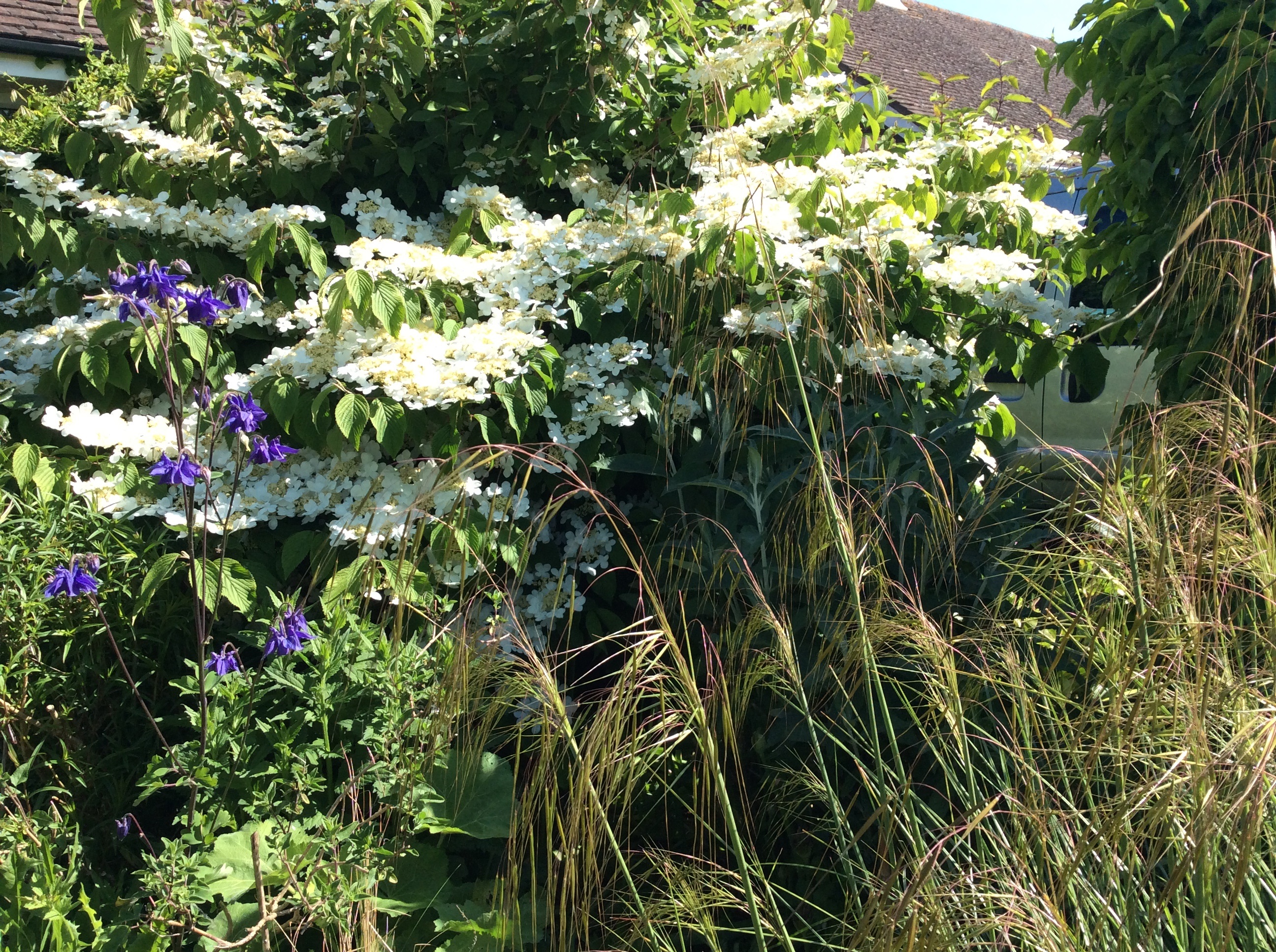 Photo of the 'wedding cake' Viburnum.