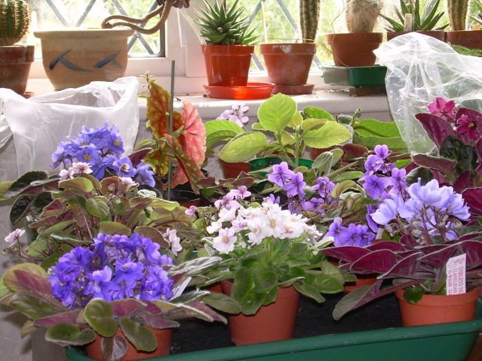 Display of semi-miniature saintpaulias.