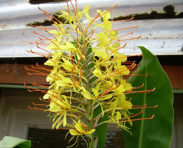 Sweet scented yellow spires of hedychium