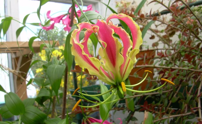 My Tender Tropical&nbsp;Plants