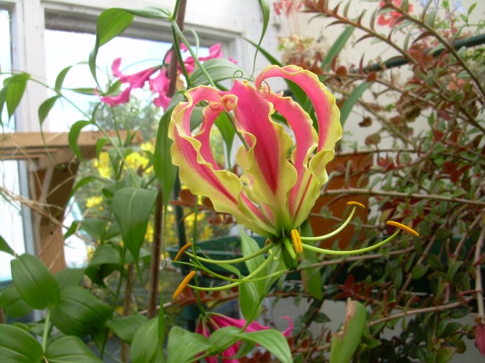 Glorious Gloriosa on display indoors.