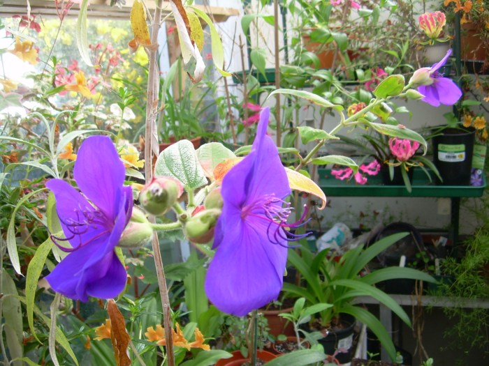 Beautiful blue Tibouchina