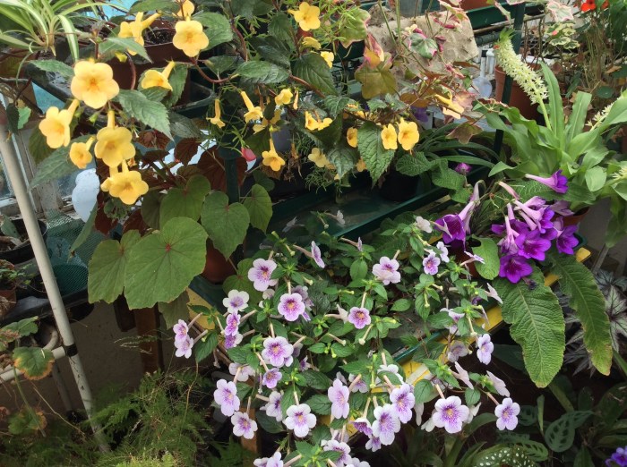 Pinkish white and yellow achimenes on display