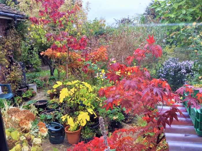 Autumn colours in the garden