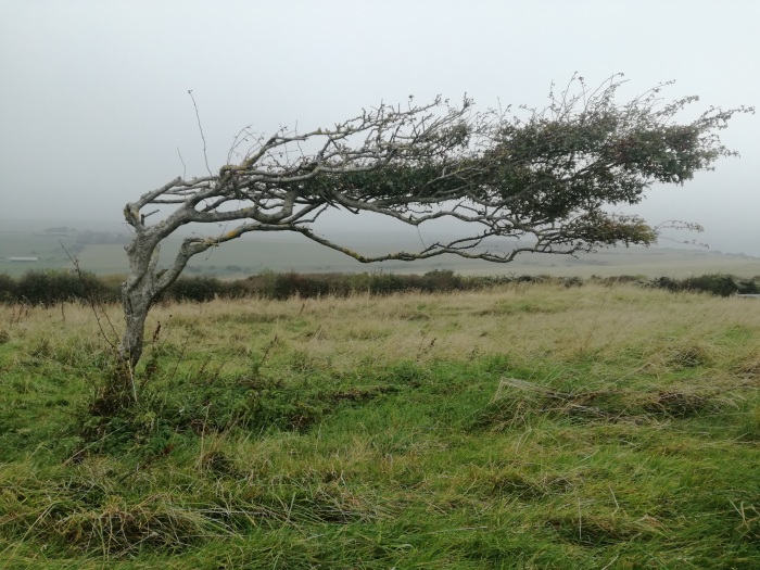 Tree blown by the autumn gale