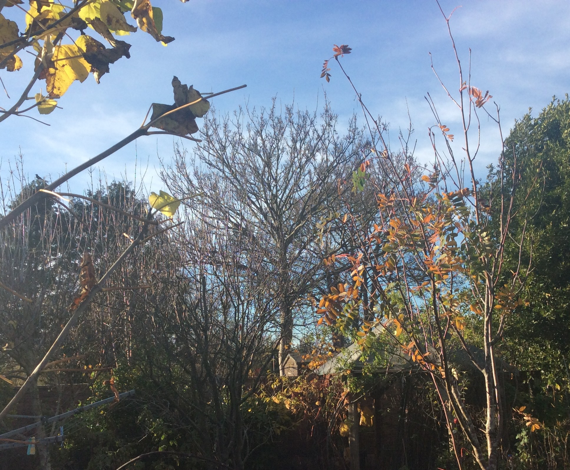 Bare trees in winter