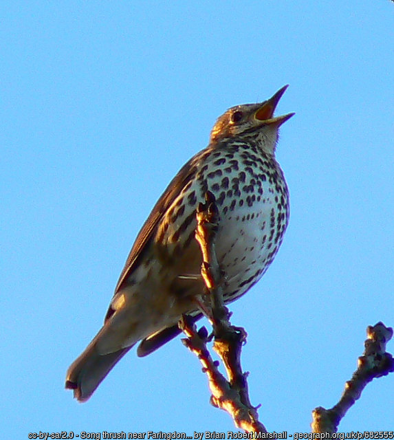 Song Thrush singing