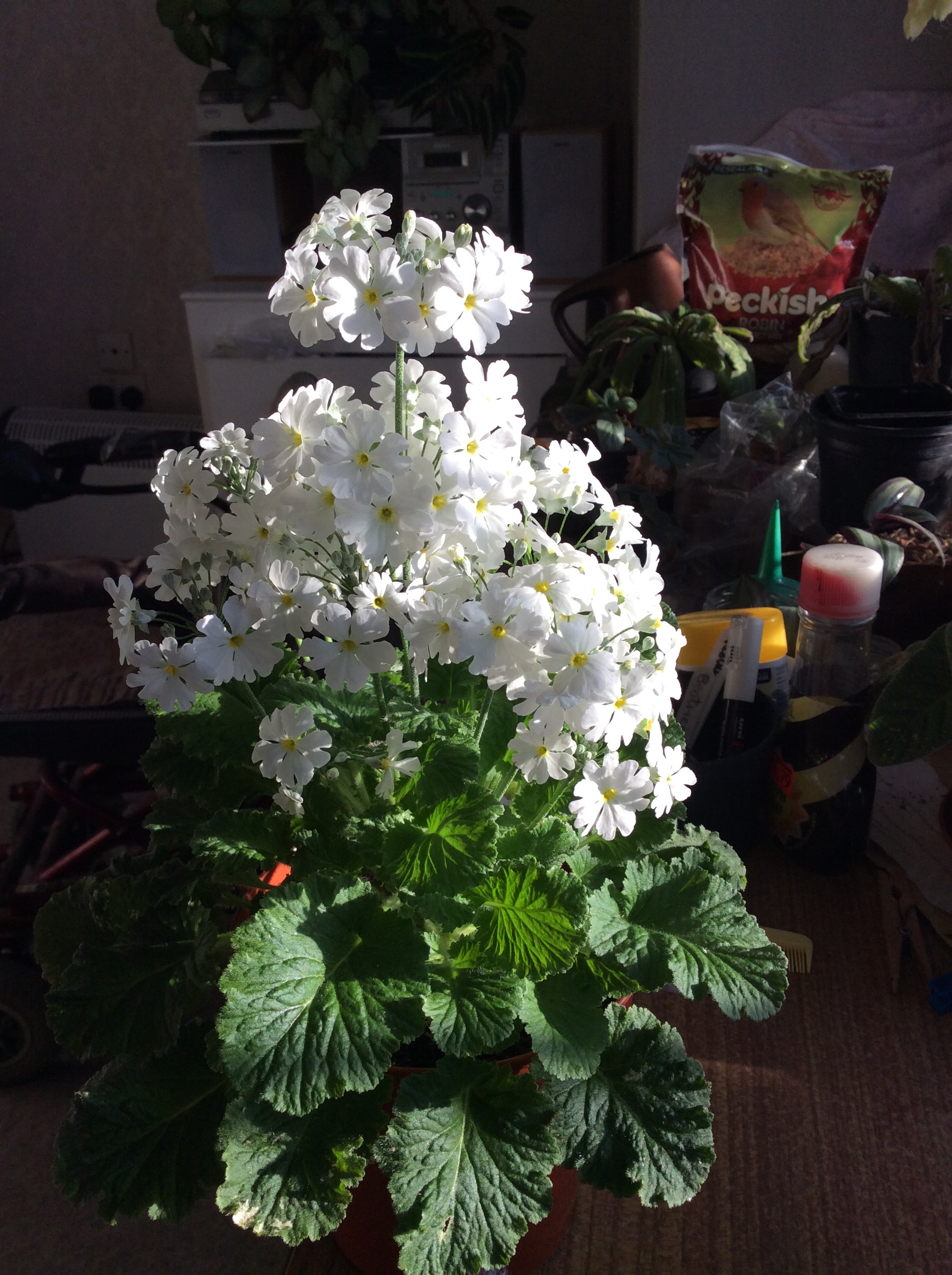 White Primula from my indoor winter garden