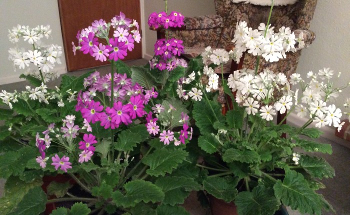 The Indoor Winter Garden