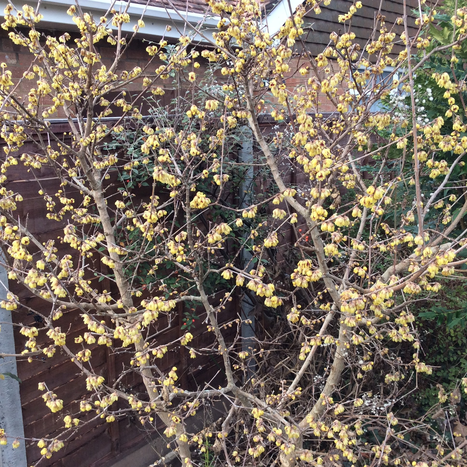 Winter garden flowers
