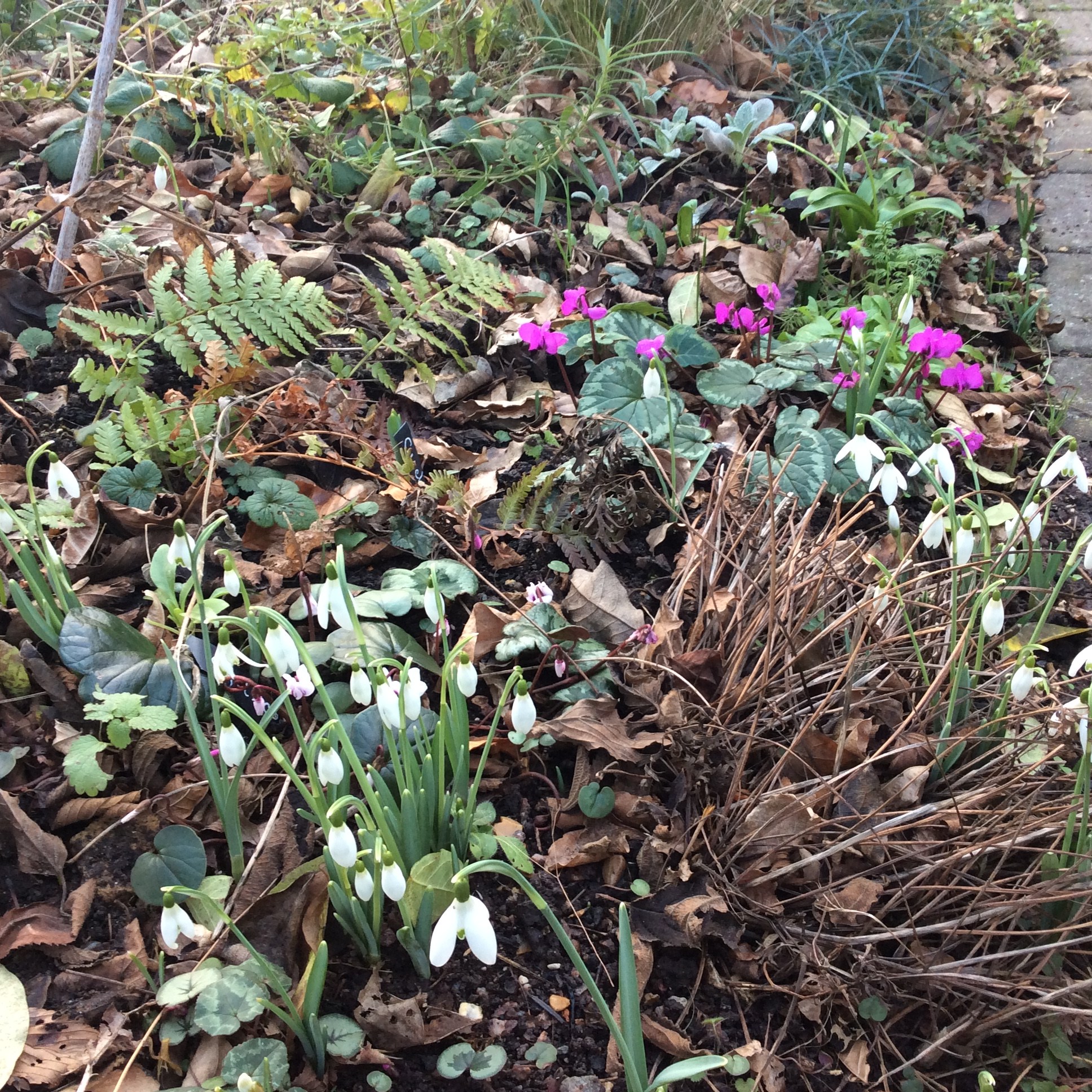 winter garden flowers