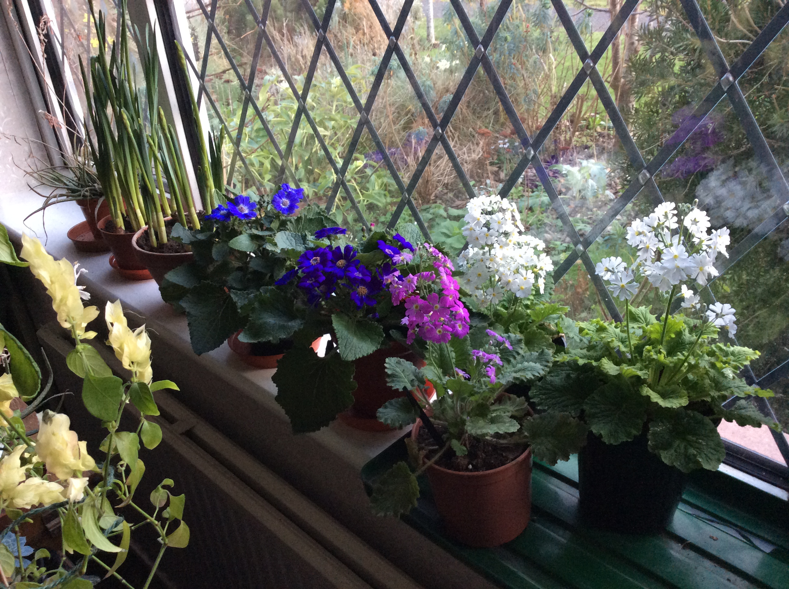 indoor winter flowering plants