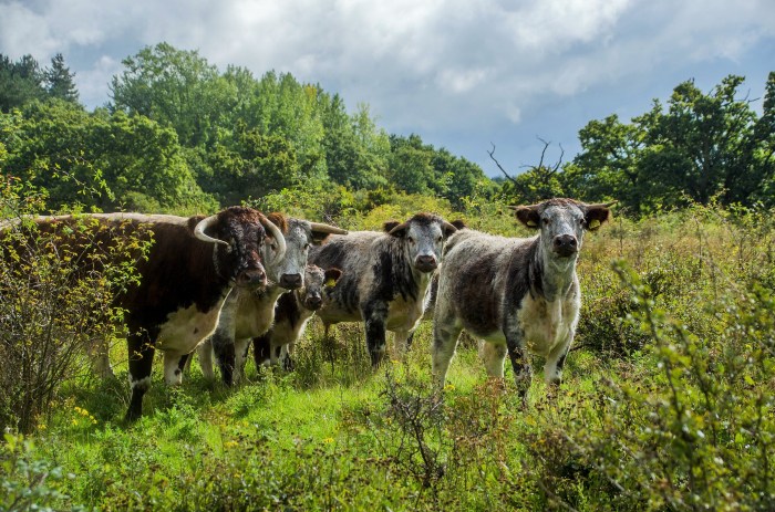 Re-wilding the Countryside