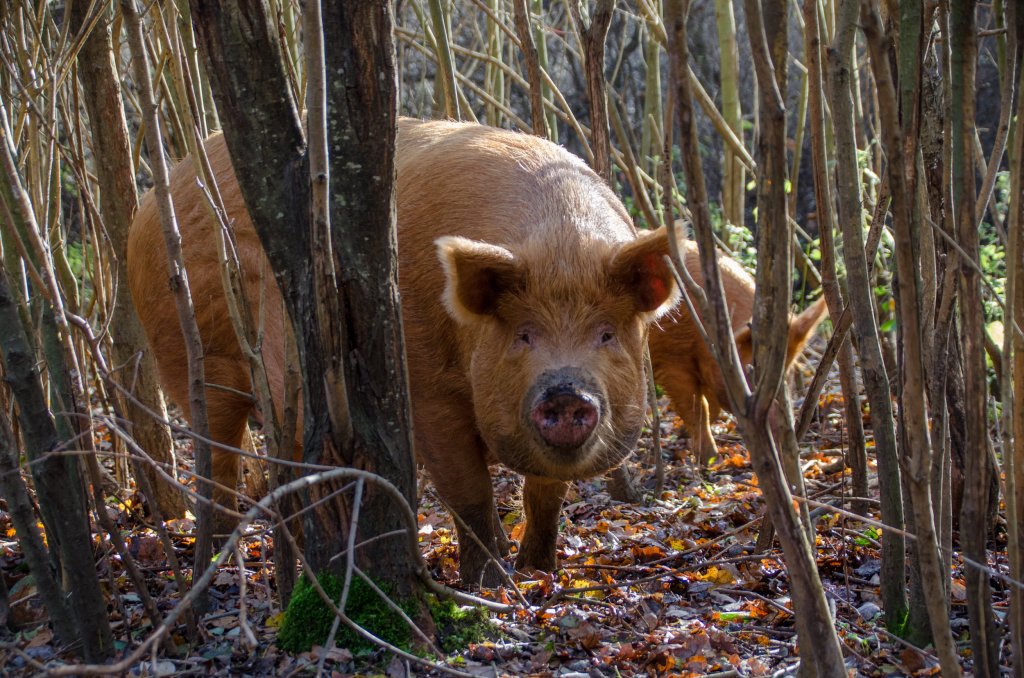 Tamworth pigs rooting in the woods