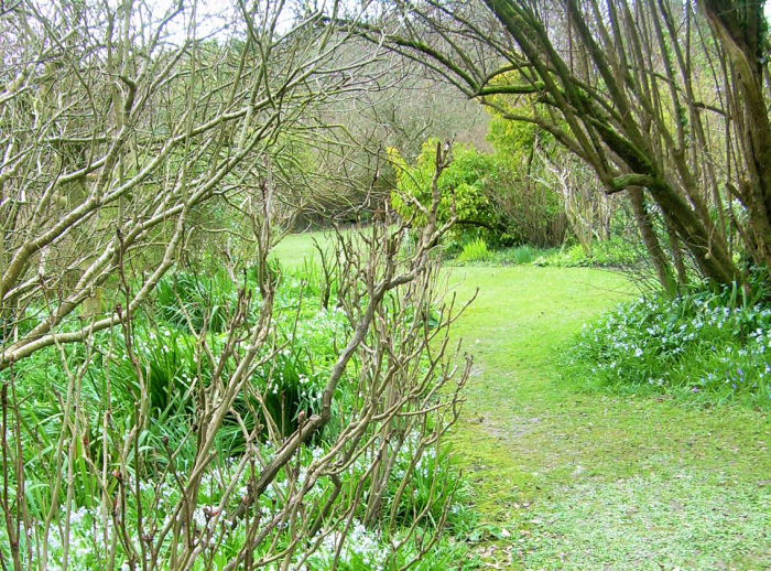 Woodland garden in April