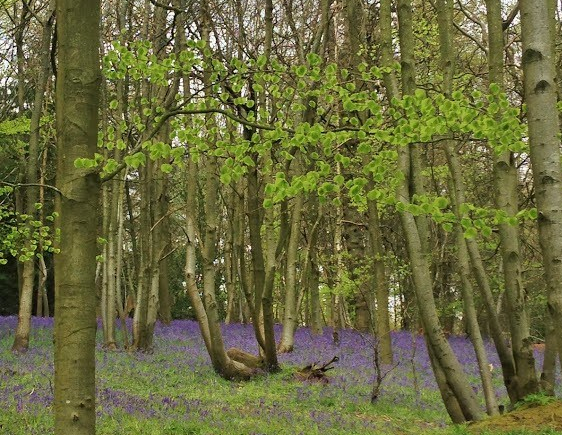 Bluebell wood in spring