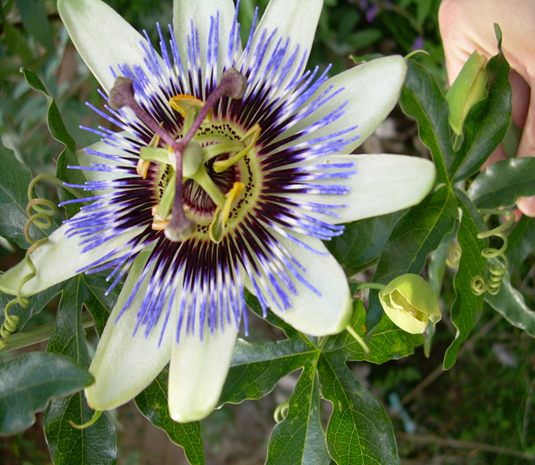 The 'Passion Flower' -