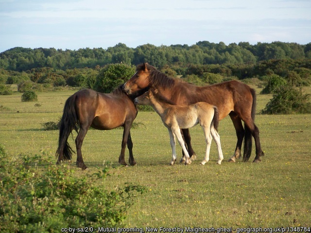 New Forest ponies grooming each other