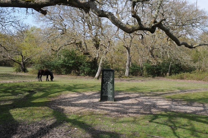A clearing in the woods with pony grazing