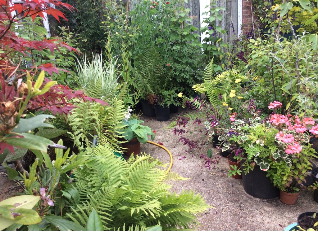 Display of patio plants in pots