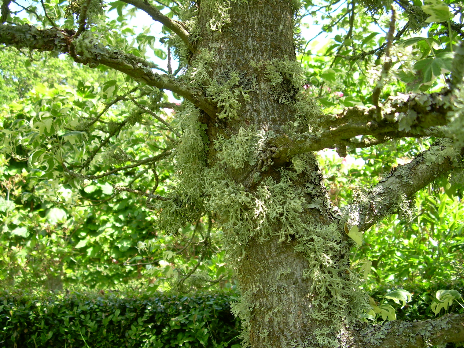 Tree covered with lichens