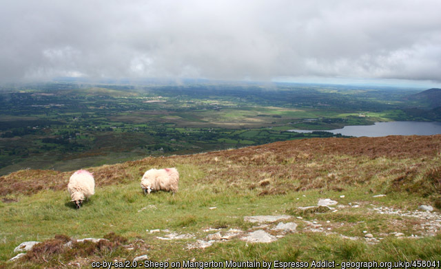Sheep on hillside in Kerry, ireland
