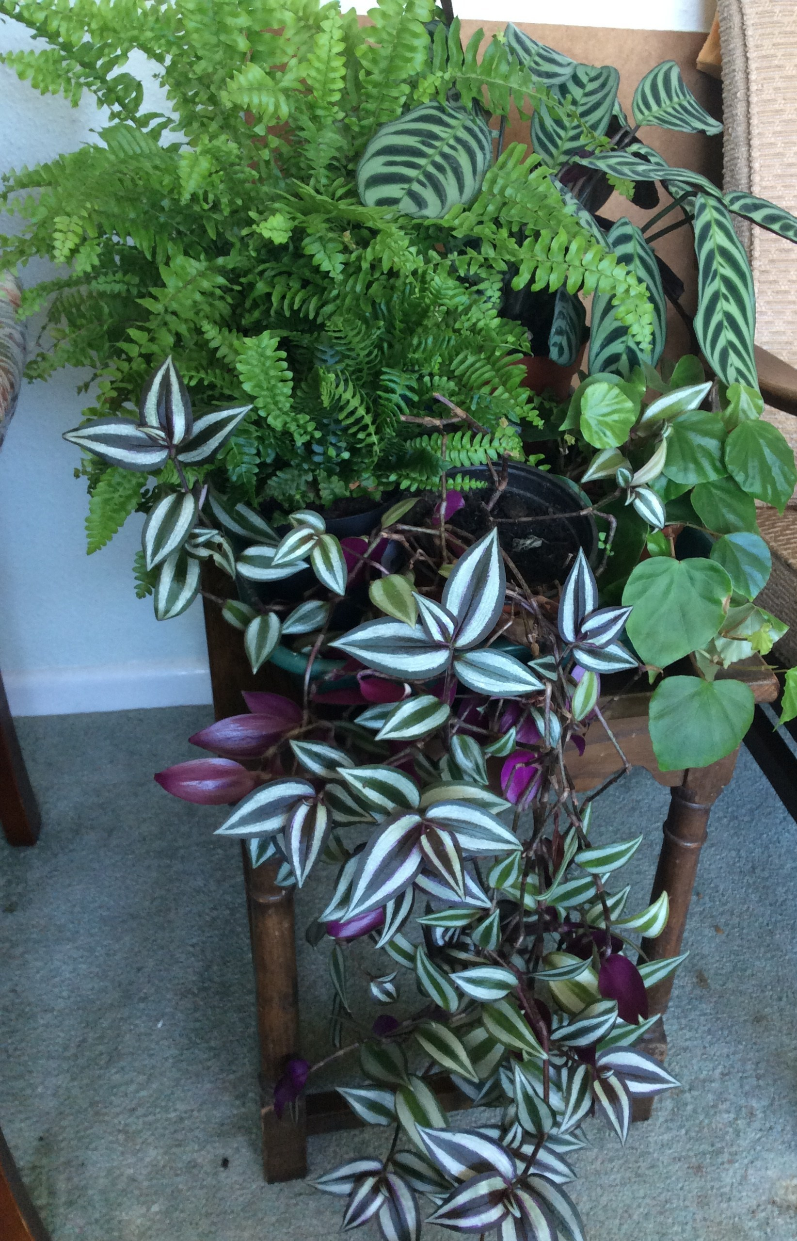Indoor fo;iage plants