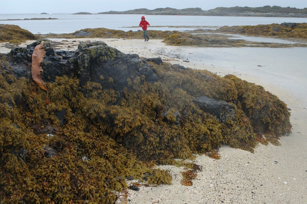 Seaweed covered rocks on beach.