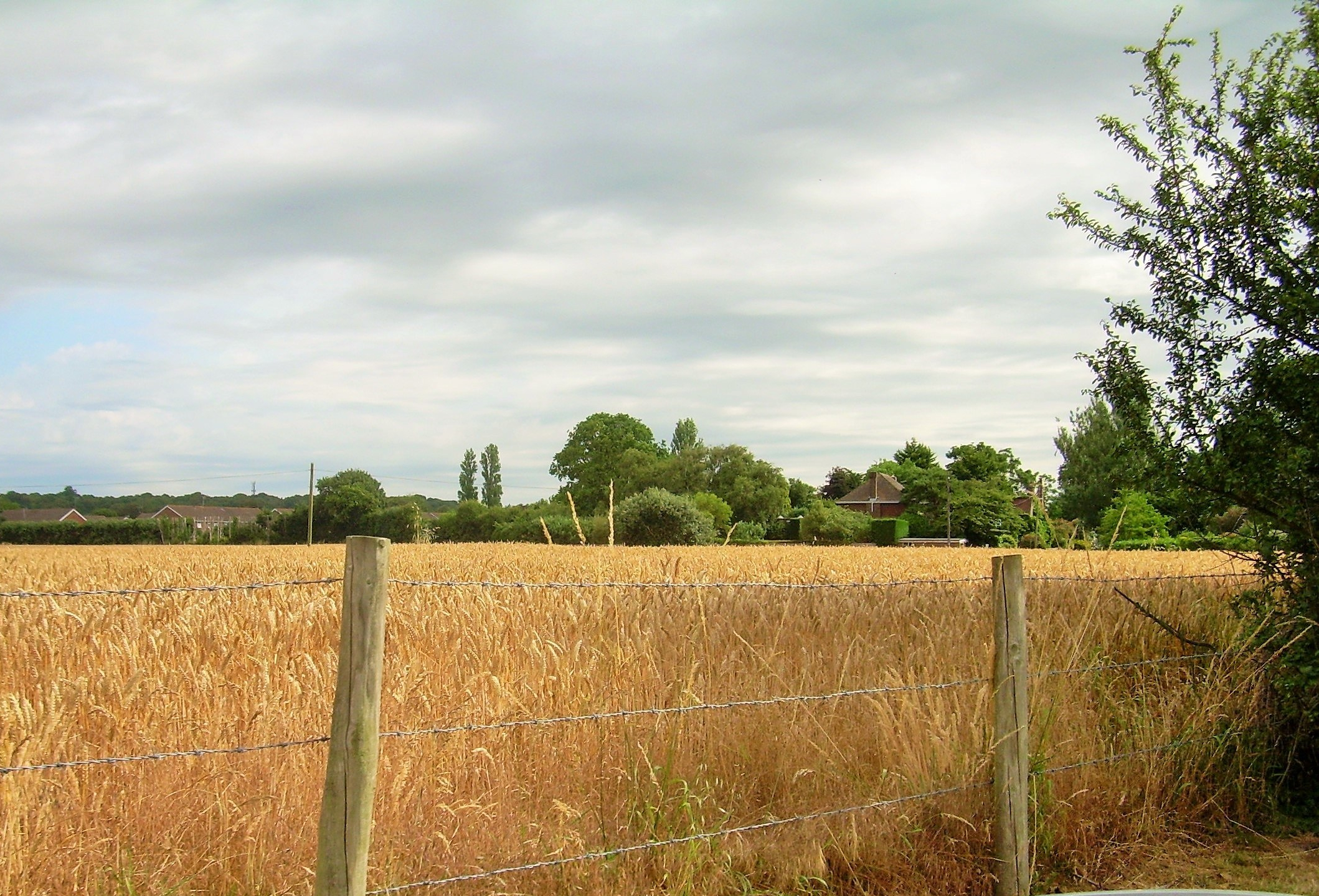 Wheat field ripe for harvest
