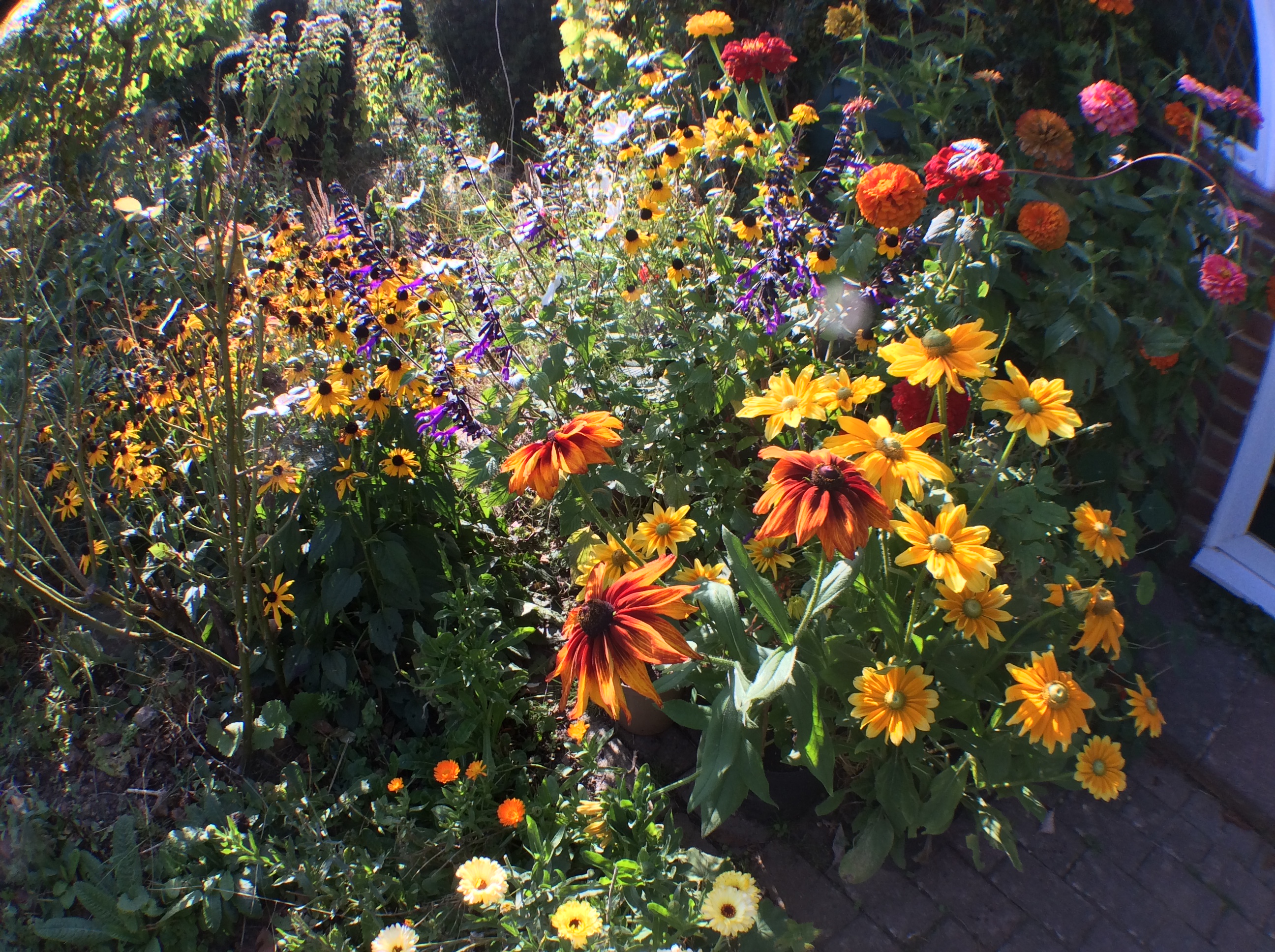 Cheerful mix of annual flowers in sunshine