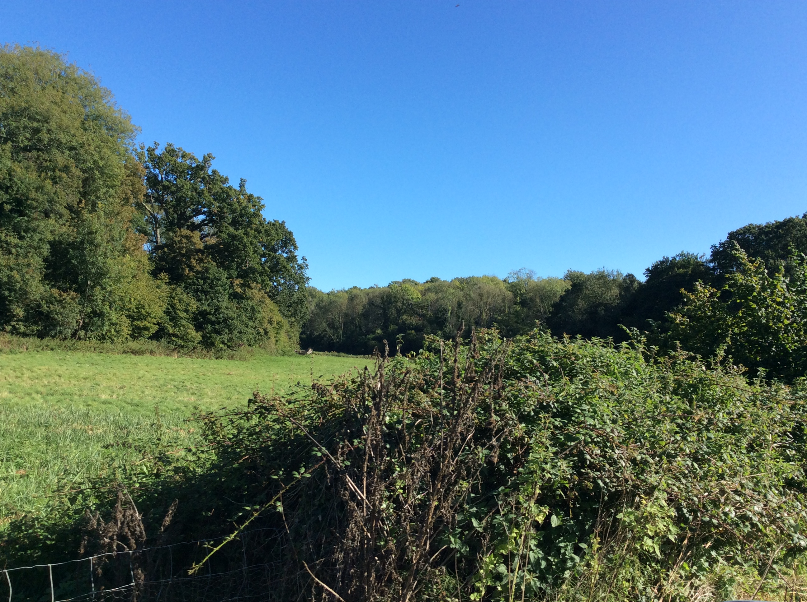 A hedgrerow and field next to a wood