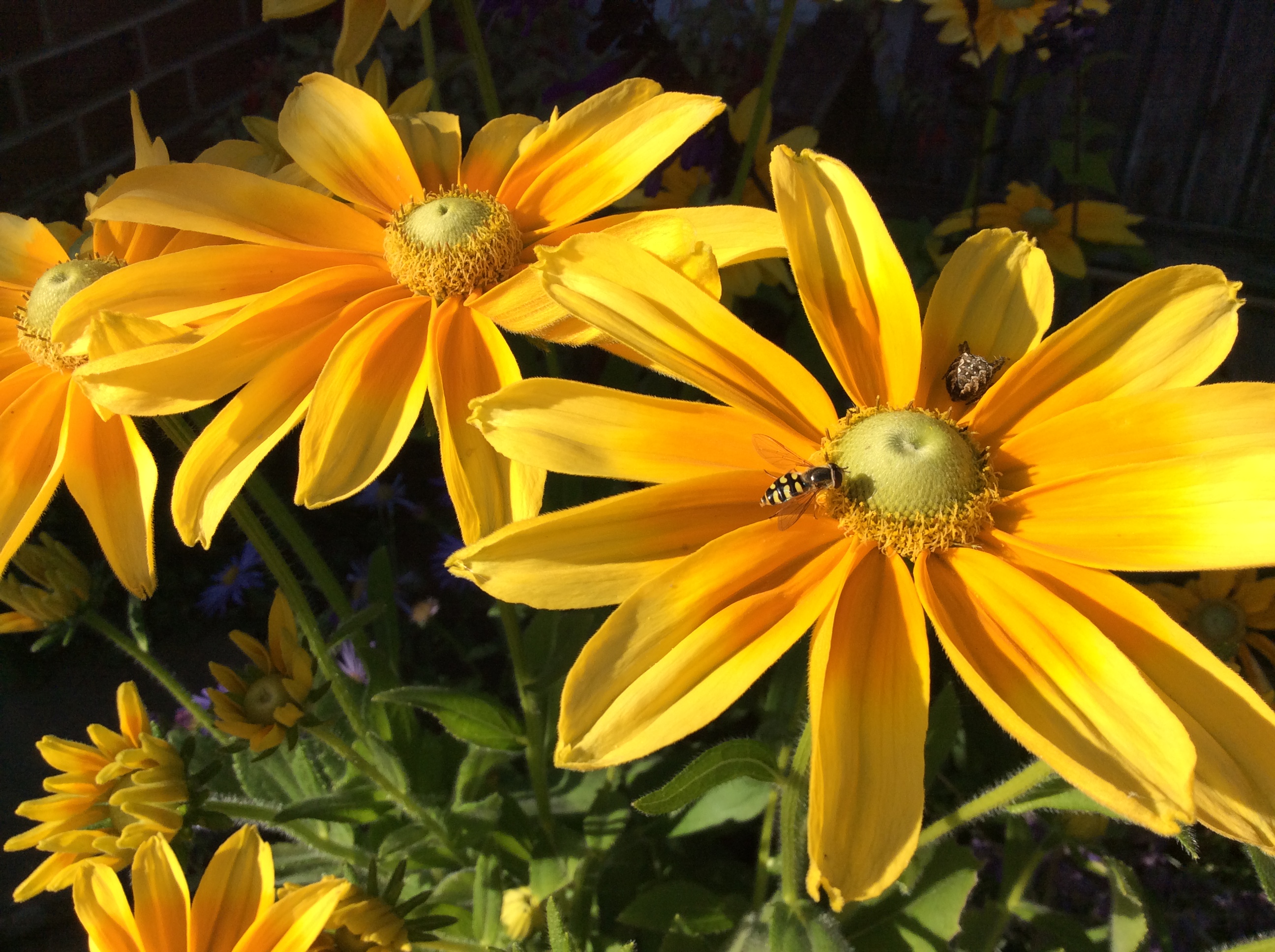 Insect on golden yellow sunflower